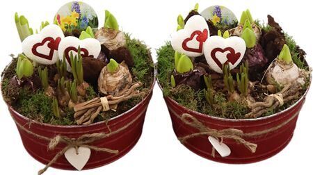 Arr In Zink Valentine