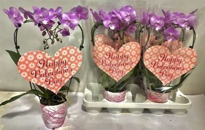 Phal Hartvorm Roze 2 Tak