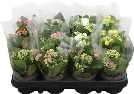 Kalan Gev Gemengd 6kl