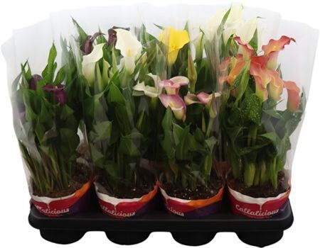 Zant Gemengd 4-6 Potcover