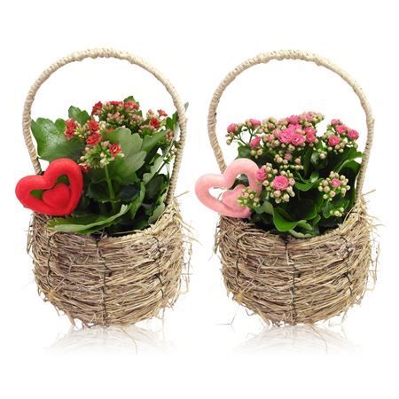 Arr Love Specials Kalanchoe Mand Met Henksel