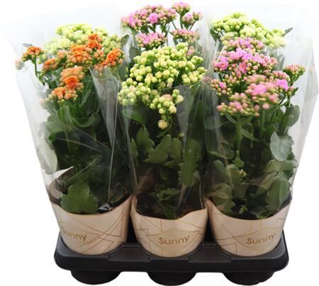 Kalanchoe Gemengd Sunny Potcover