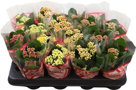 Kalan Mini Gev Gemengd 5kl