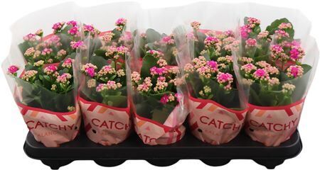 Kalan Gev Paars Catchy Season