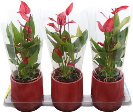 Anthu An Banderola Lava Keramiek Atlanta