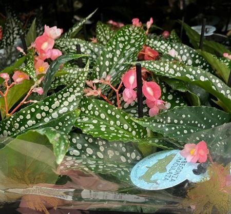 Beg Maculata Spot Wings