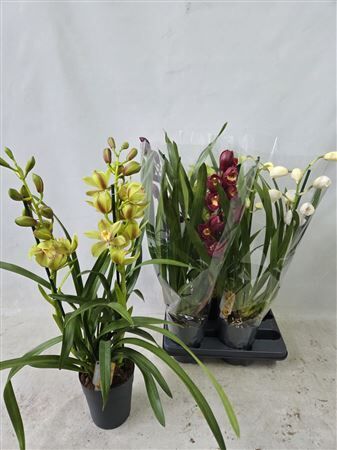 Cymbidium Gemengd 2 Tak