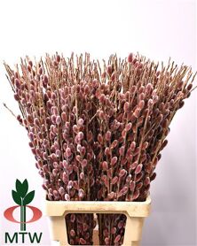 Salix Ch Red Passion