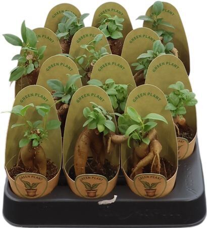 Ficus Mi Ginseng Potcover