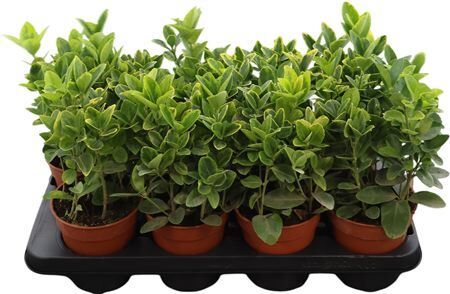 Euon Jap Aureamarginatus