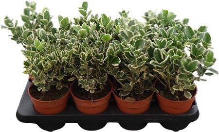 Euon Jap Gray Beauty