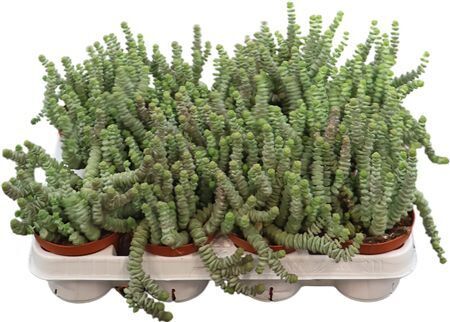 Crass Marnieriana Hottentot