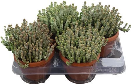 Crass Marnieriana Hottentot