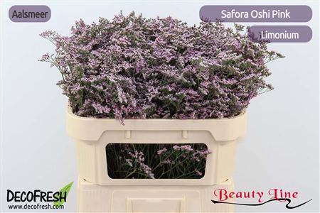 Lim Safora Oshi Pink