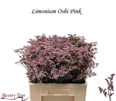 Lim Safora Oshi Pink