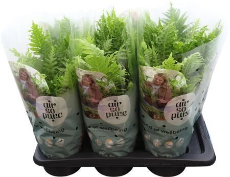 Blechnum Silver Lady