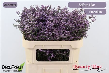 Lim Safora Lilac
