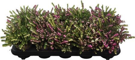 Erica X Darleyensis Twin Twin