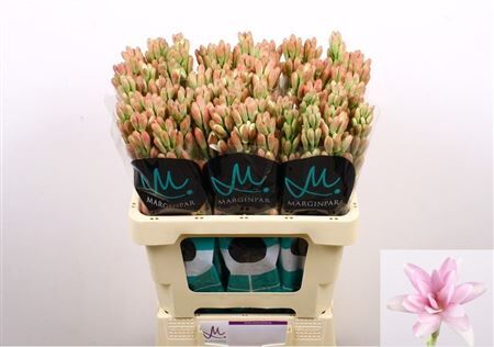 Polianthes Elle Pink