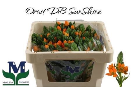 Ornit Db Sunshine