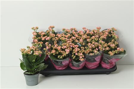 Kalan Gev Roze Perfecta Pink