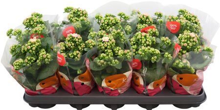 Kalan Gev Licht Roze Jemma