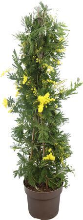 Mimosa (acacia) Dealbata Piramide