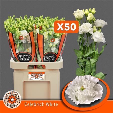 Eus G Celebrich White