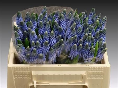 Muscari Carola