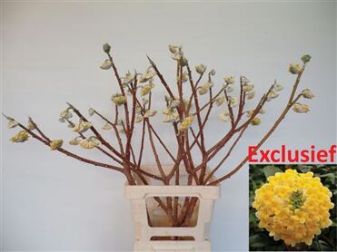Edgeworthia