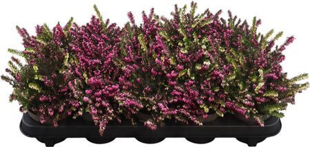 Erica X Darleyensis Twin Twin