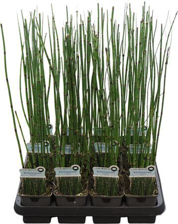 Equisetum Hyemale
