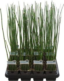 Equisetum Hyemale