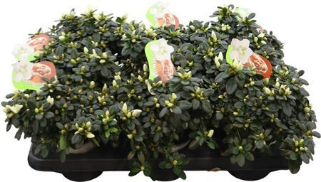 Rhodo Si Miss Azalea Fabienne