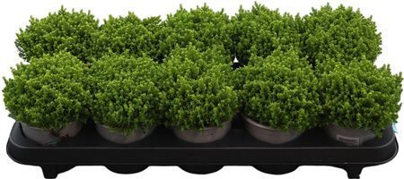 Hebe Emerald Gem Green Globe