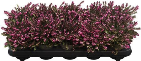 Erica X Darleyensis Kramers Rote