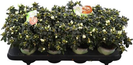 Rhodo Si Miss Azalea Fabienne