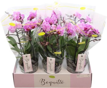 Phal Boquetto Delight 3-5 Tak