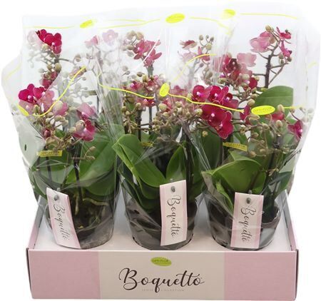 Phal Boquetto Temptation 3-5 Tak