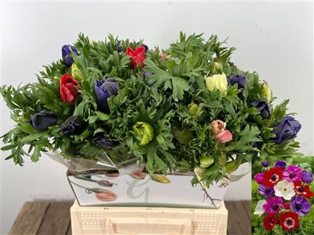 Anem Co Marianne Gem