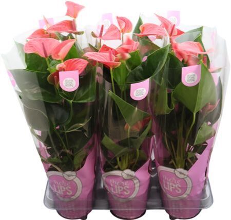 Anthu An Sweet Dream Morelips