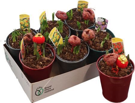 Arr Bol Knol In Zink