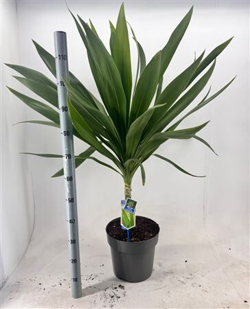 Cordyline Overig