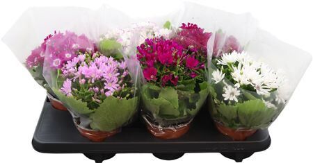 Pericallis Cr Cineraria Venez Gemengd