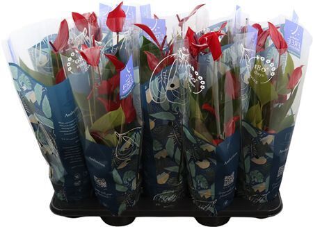 Anthu An Lava Special