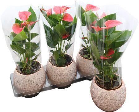 Anthu An Pink Keramiek Bolpot