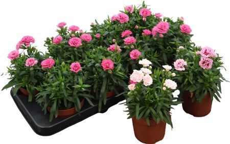 Dianthus Oscar Gemengd