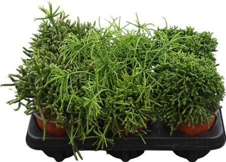 Rhipsalis Gemengd
