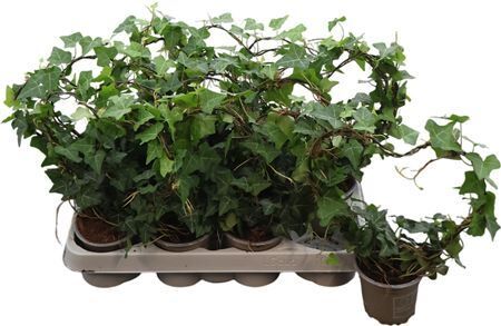 Hed He Ov Groen Hartvorm