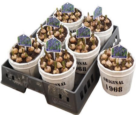 Arr Muscari Ton Hout